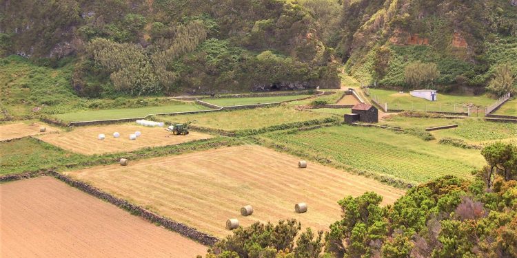 Seguros agrícolas legislação