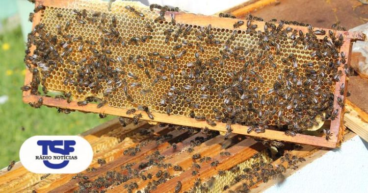 abelhas seca