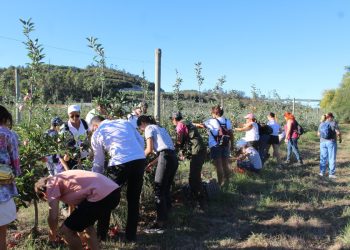 polinização na agricultura