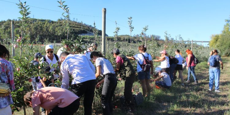 polinização na agricultura