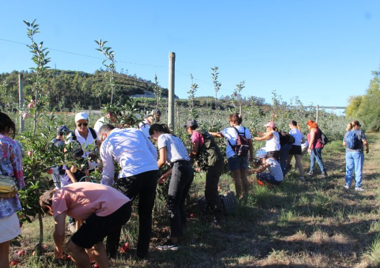 polinização na agricultura