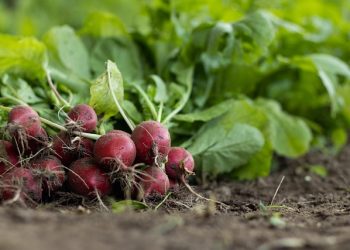 radish