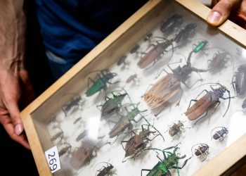 declinio insectos