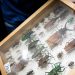 declinio insectos