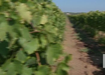 vinho do algarve