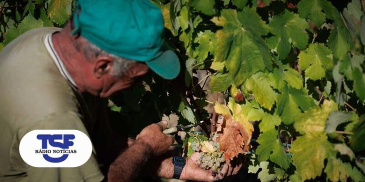 Região dos Vinhos Verdes