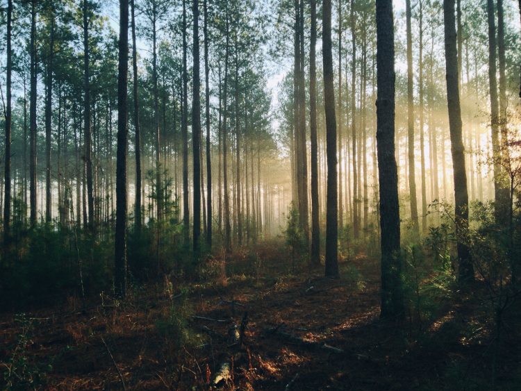 Protecting forests