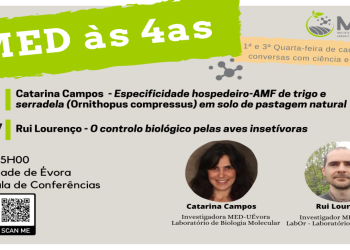 MED às 4as