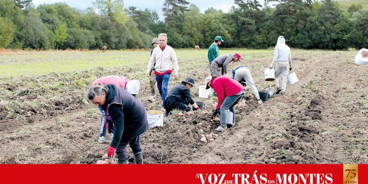 Cooperativa Agrícola do Barroso