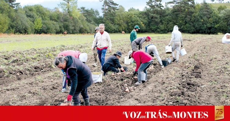 Cooperativa Agrícola do Barroso