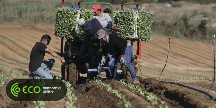 Agricultura trabalhadores