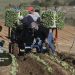 Agricultura trabalhadores