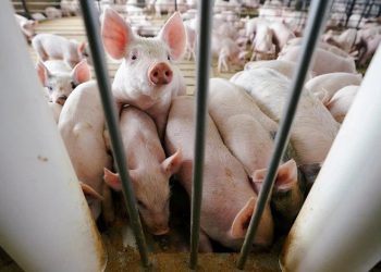 surto de doença animal