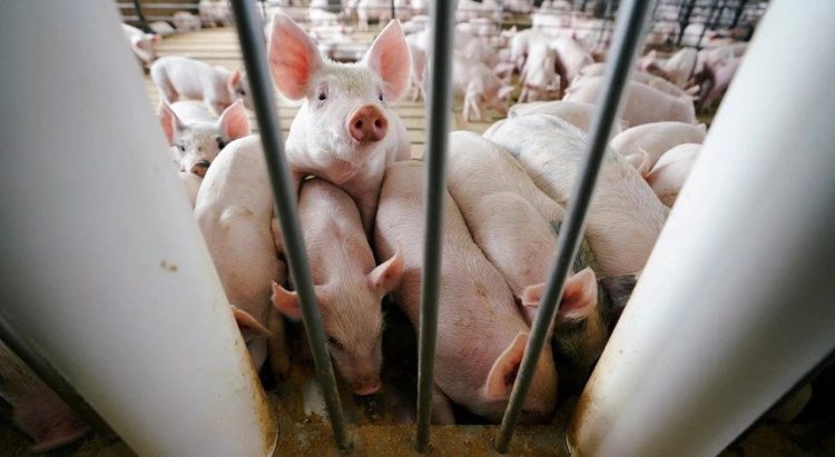 surto de doença animal