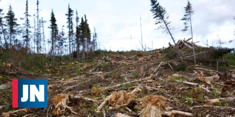 desflorestação no Canadá