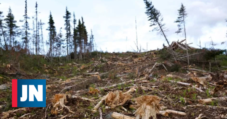 desflorestação no Canadá