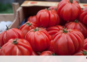 apoio agroalimentar