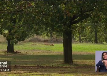 castanhas para apanhar nos soutos transmontanos