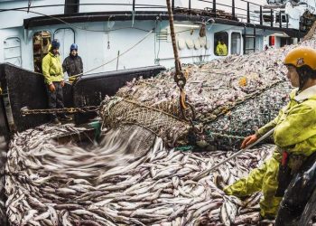 População animal selvagem