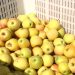 Produção de maçã