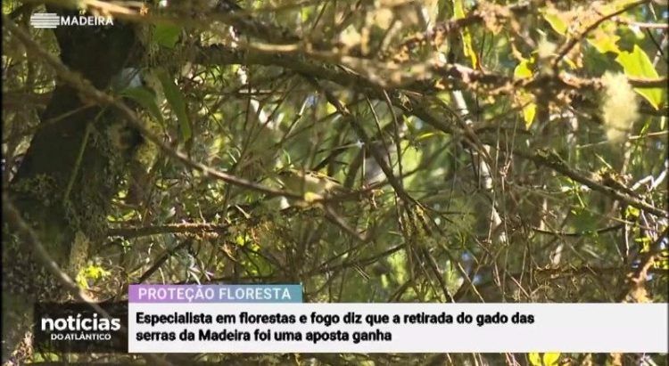 serras da Madeira