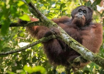 Vida selvagem da Terra