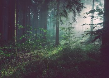 centrais de biomassa em Portugal