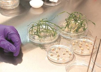 Agriculture and Food Biotechnology