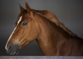 cavalo