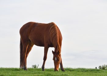 cavalo