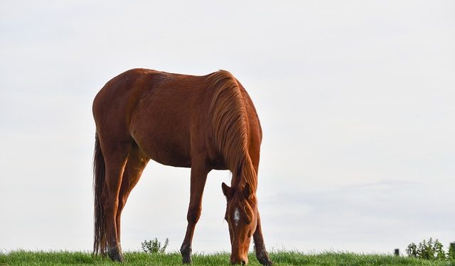 cavalo