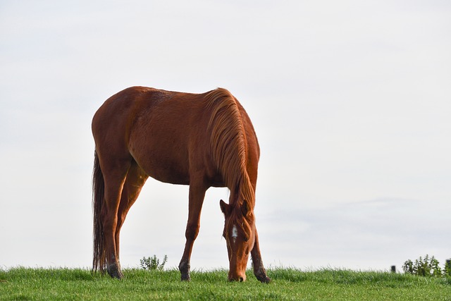 cavalo