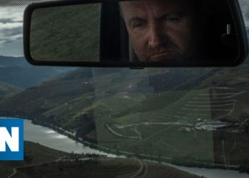 vindima no Douro