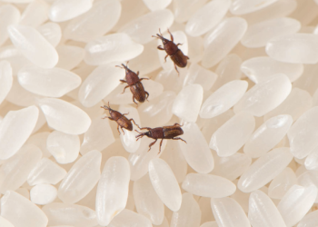 armazenamento de arroz