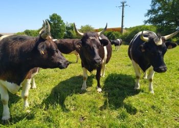 Low carbon farms