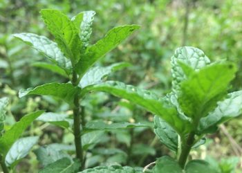 plant