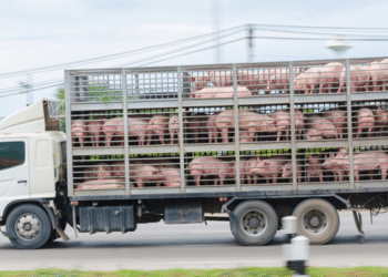 bem estar animal transporte