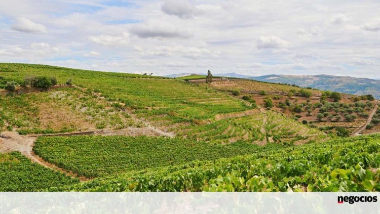 vinhos