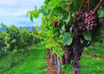 viticultura produção biológico