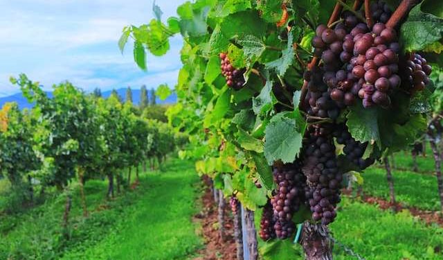 viticultura produção biológico