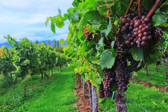 viticultura produção biológico