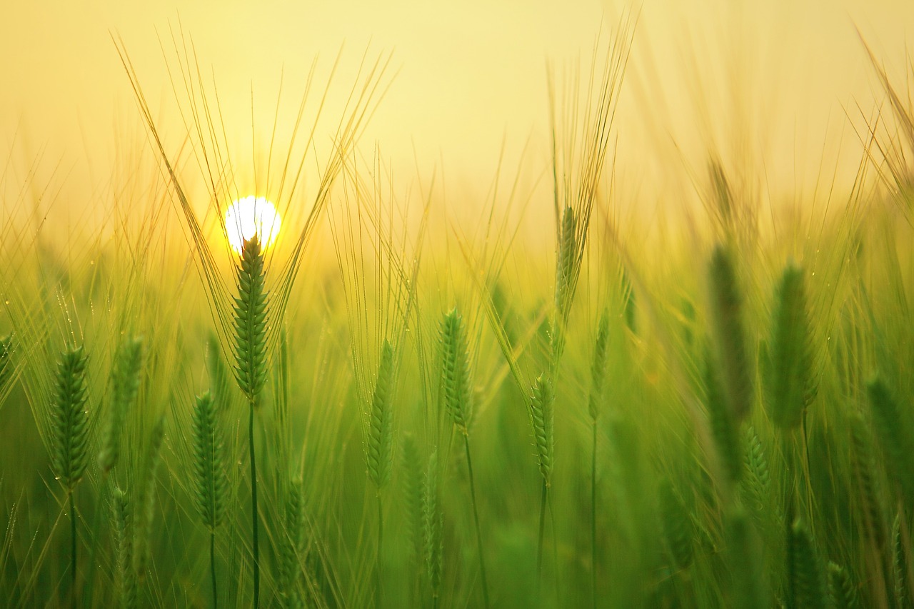 Preços dos produtos agrícolas vão continuar sob pressão, alerta Coface