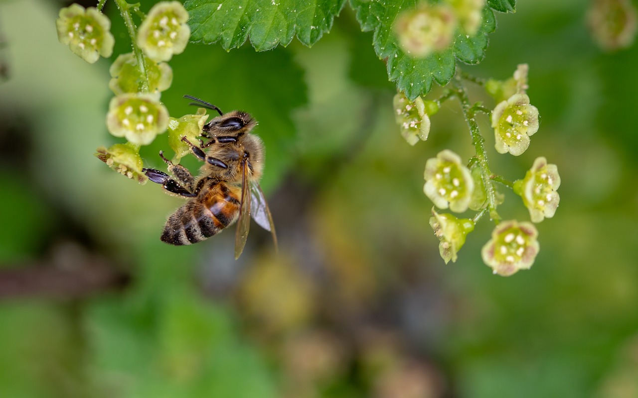 Apicultura vive o pior momento de sempre com quebras de 85 por cento na produção de mel