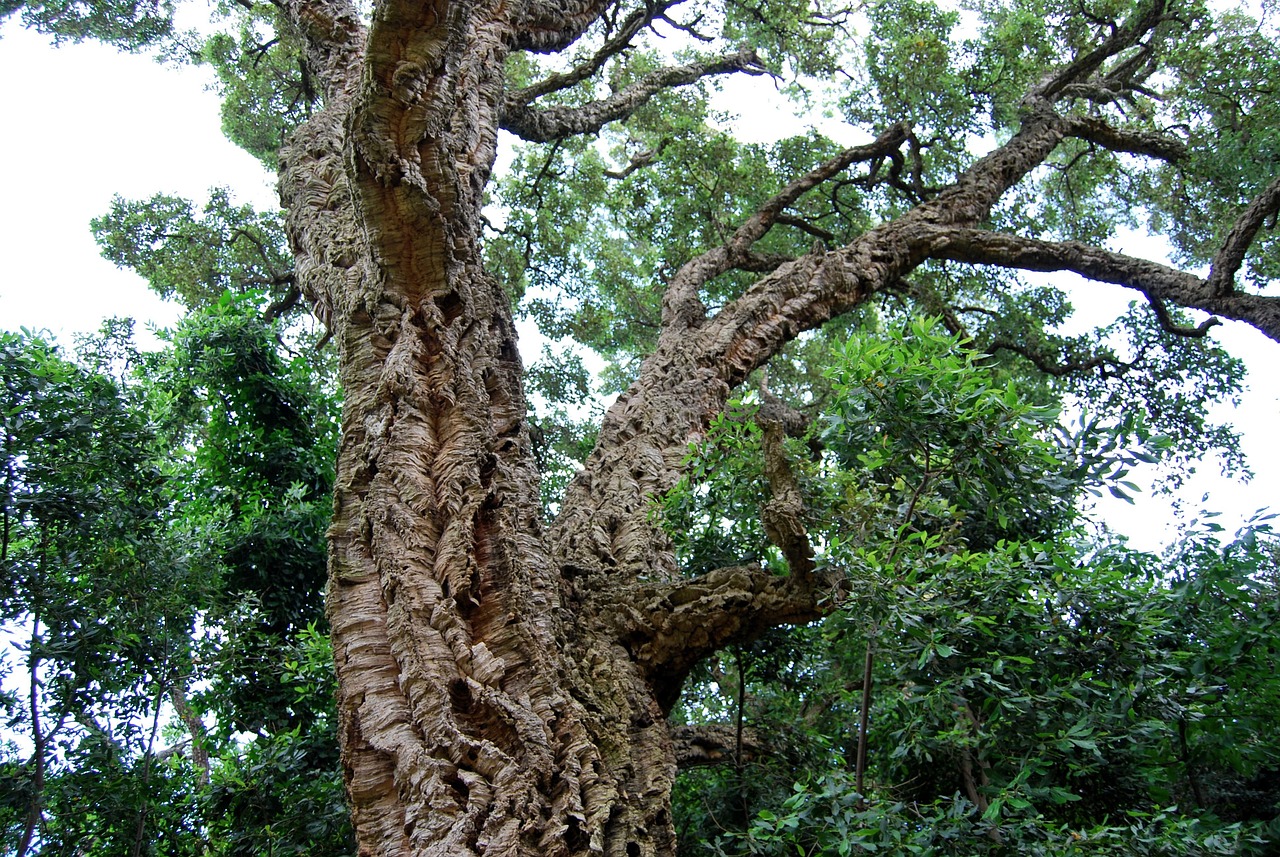 Quercus defende no Parlamento preservação dos sobreiros junto à Linha do Vouga