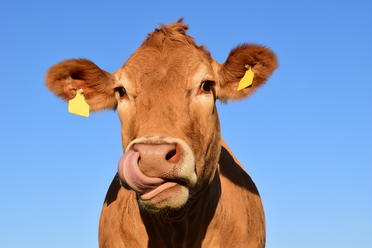 Seca: Leilões de bovinos ＂completamente preenchidos＂ até finais de julho em Portalegre