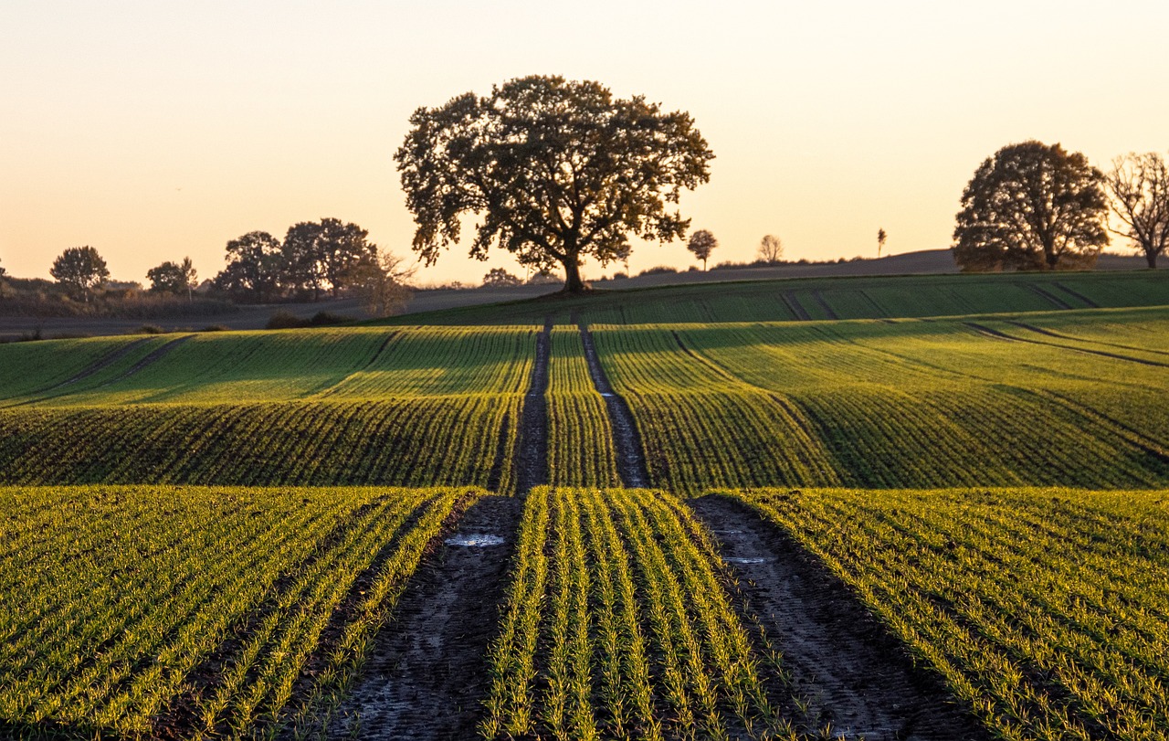 Tavira lança plataforma que ajuda a combater e prevenir furtos agrícolas