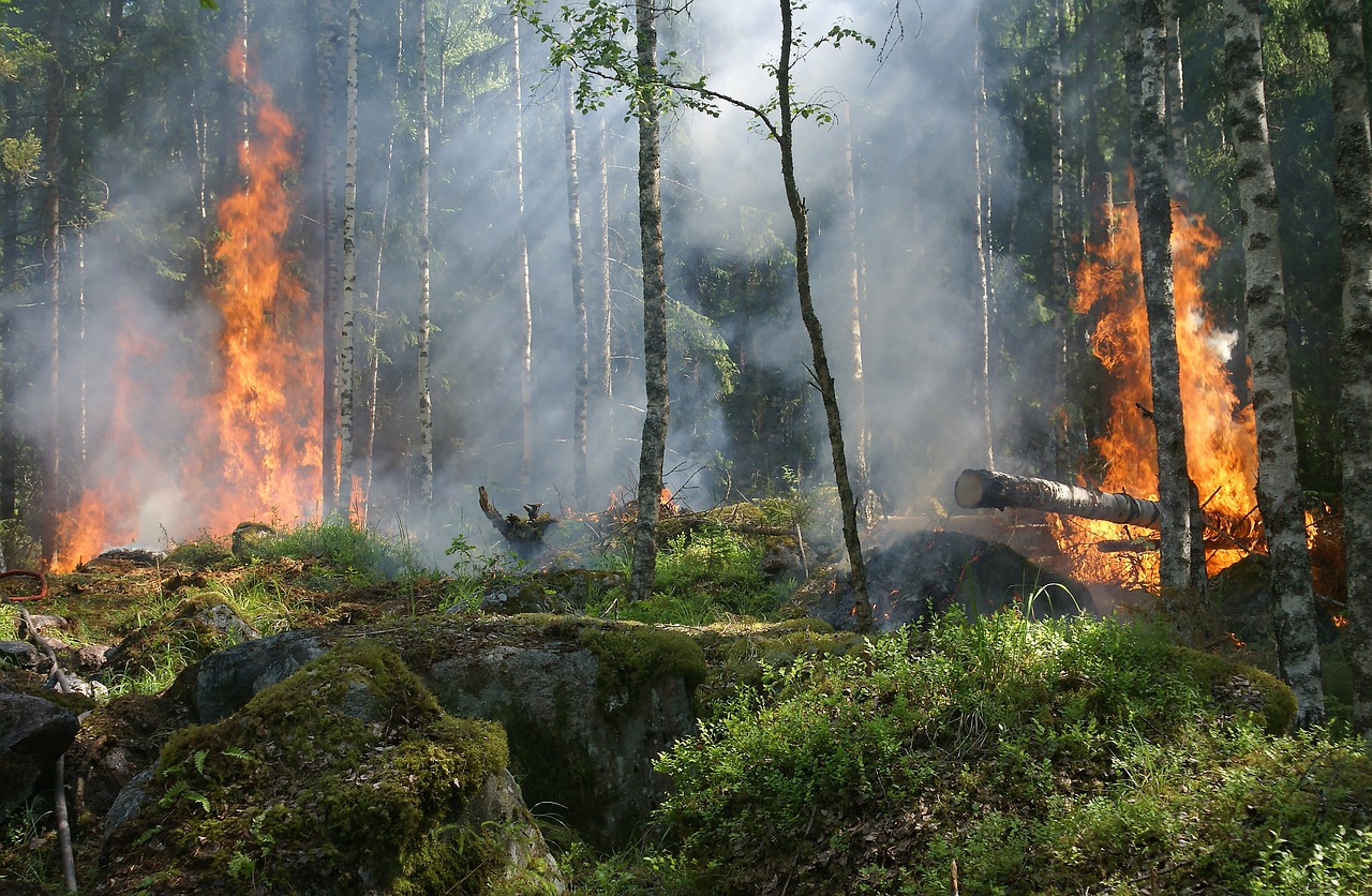 ESAC desenvolve publicações sobre relação entre fogo e espécies invasoras