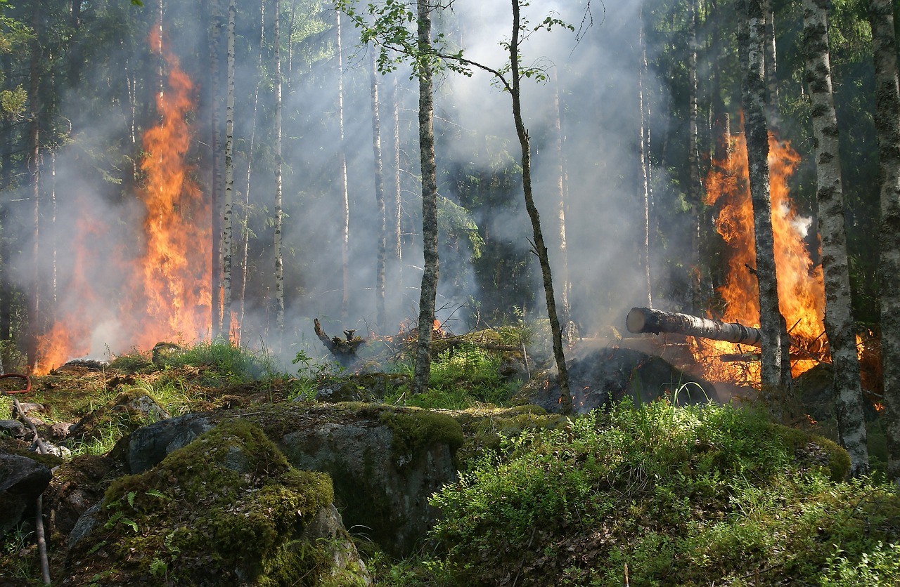 Perigo de incêndio rural vai agravar-se gradualmente até sábado