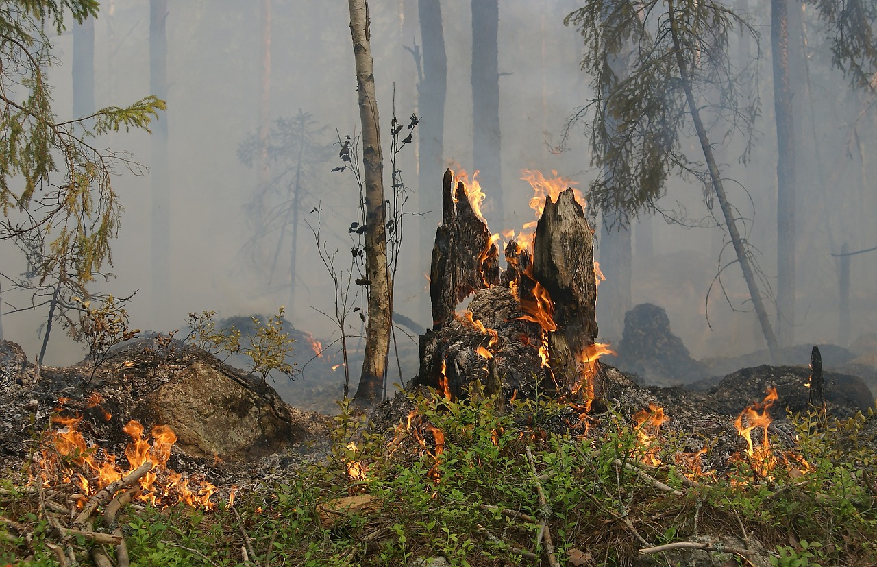 SEPNA registou 412 denúncias na defesa da floresta contra o fogo no distrito de Leiria em 2023