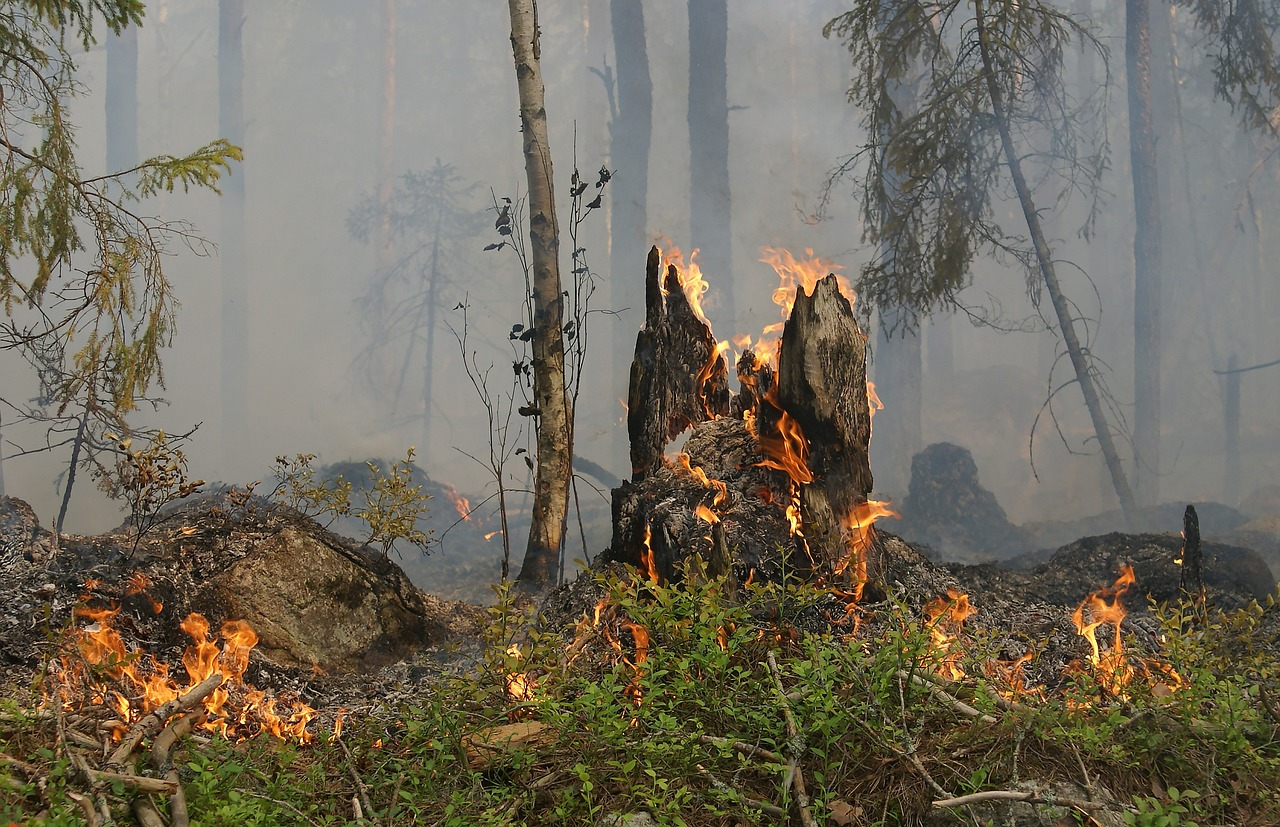 Pedrógão Grande: floresta volta a crescer sem controlo seis anos depois